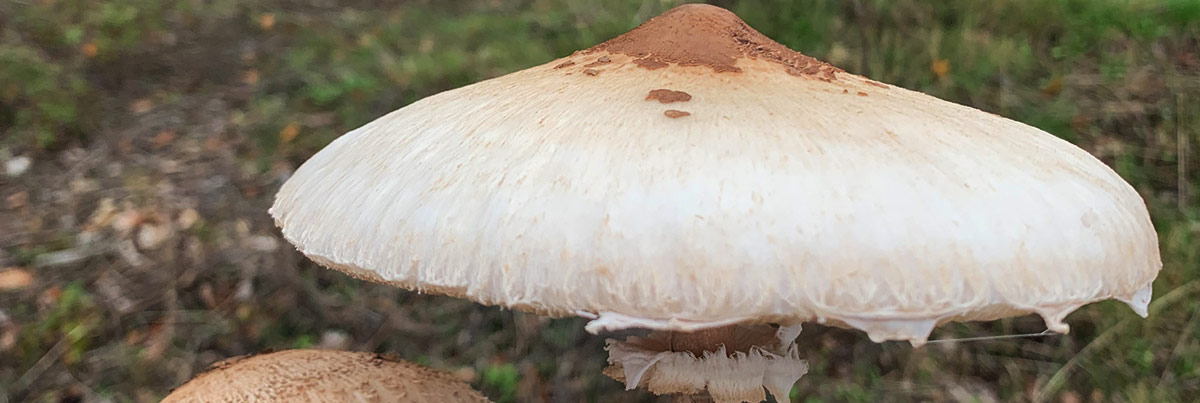 Cogumelos 2