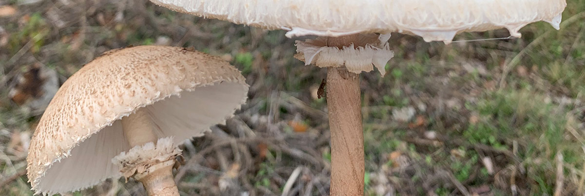 Cogumelos
